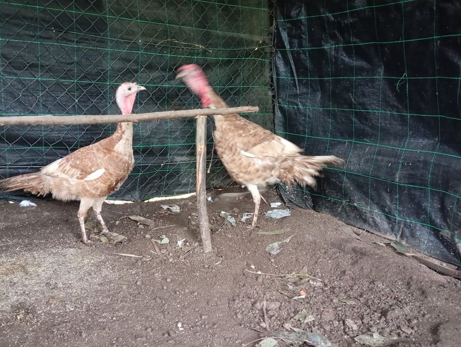 Ovos de perú e de pato mudo