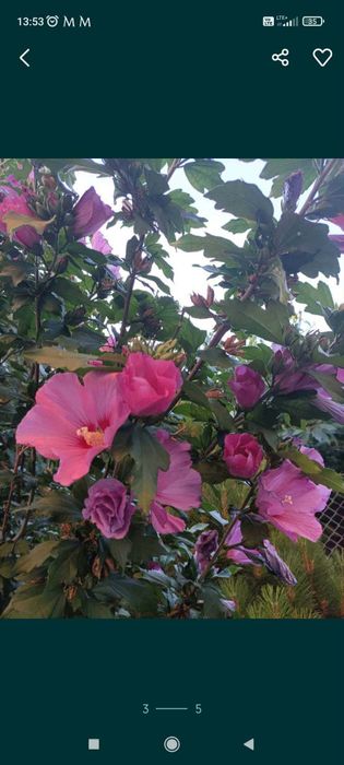 Sprzedam sadzonki hibiskusa