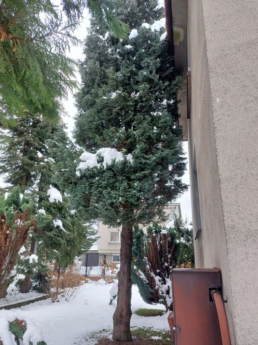 Oddam Drzewa w zamian za wycięcie