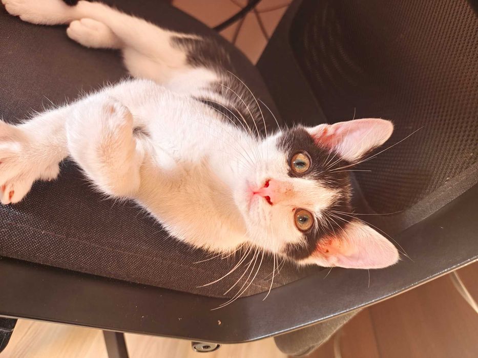 Pędzi na kolana i mruczy jak traktorek – adoptuj słodkiego Oreo!