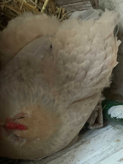Ovos galados de galinhas Brahma Isabella Pura raça