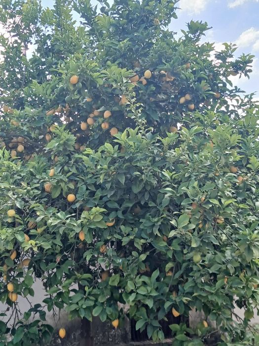 Limōes biológicos