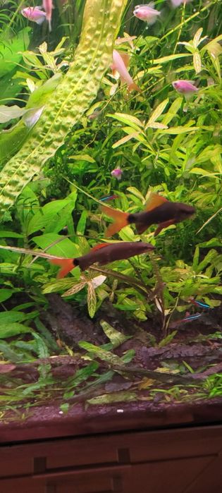 Witam sprzedam labeo