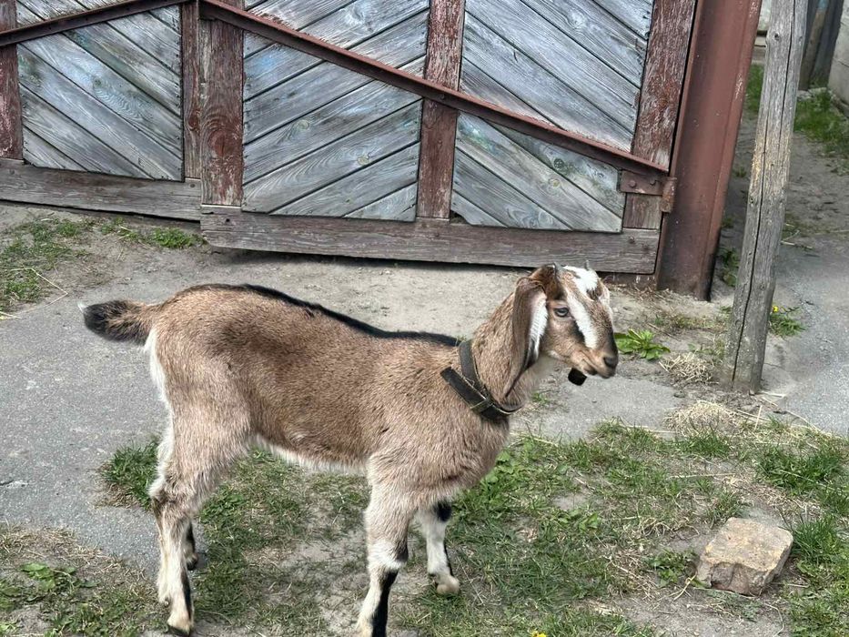 Продам Англо-нубійську кізочку