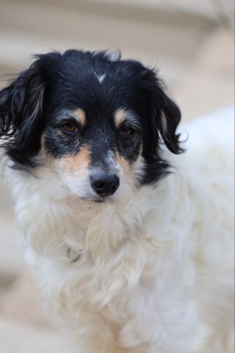 Do adopcji sunia ok 4lata 10kg