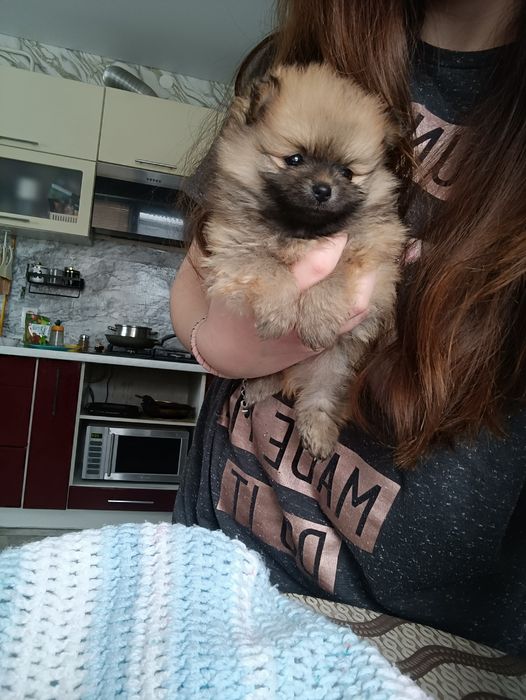 Цуценята шпіц, померанский шпиц, чорний з підпалом, соболь