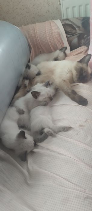 Кошенятка колор-поїнт