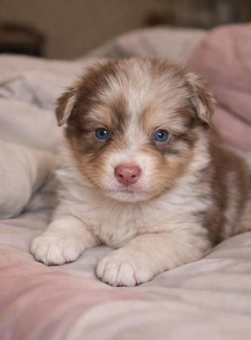 Pastor australiano red merle