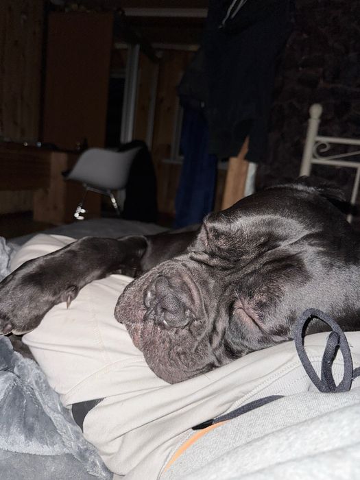 Кане Корсо вязка - сильный кобель, документы, прививки