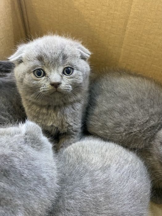 Шотланський красунчик хлопчик