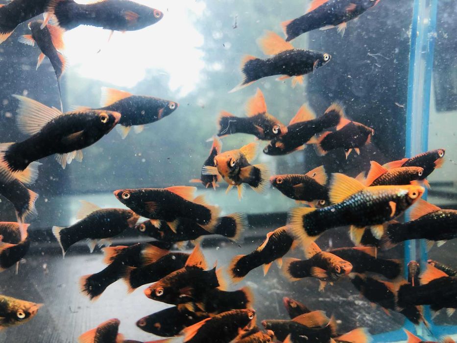 Mieczyk Hamburg Delta czerwony