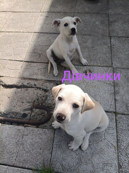 Віддам в добрі руки