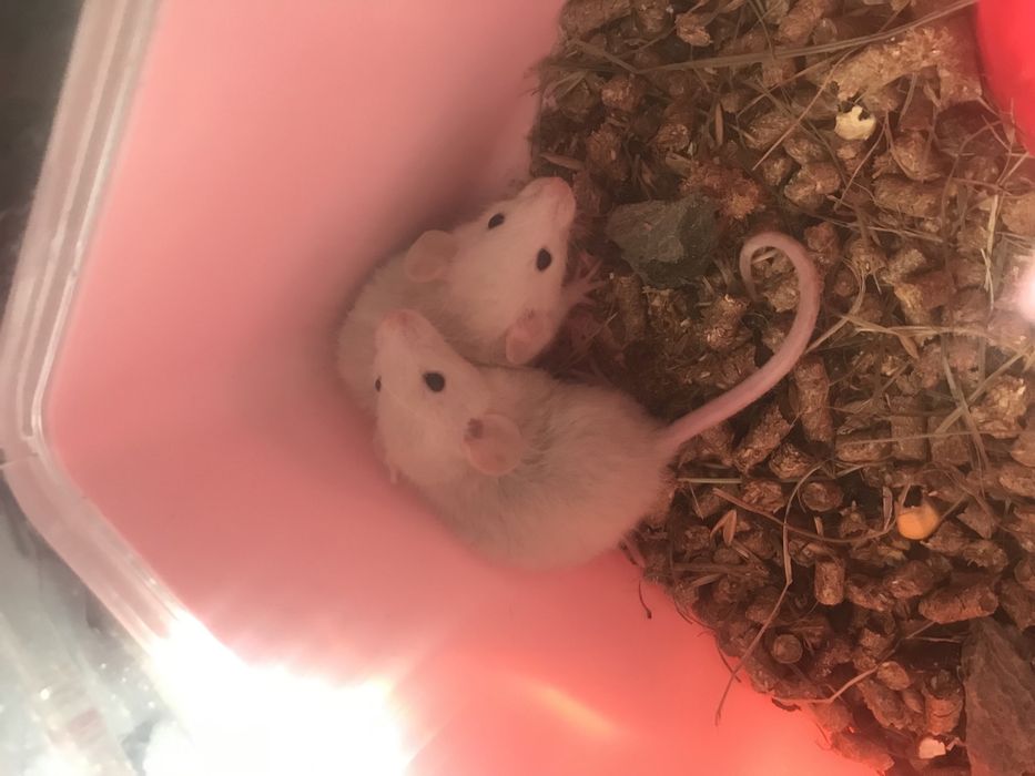 Продам ручних крисят