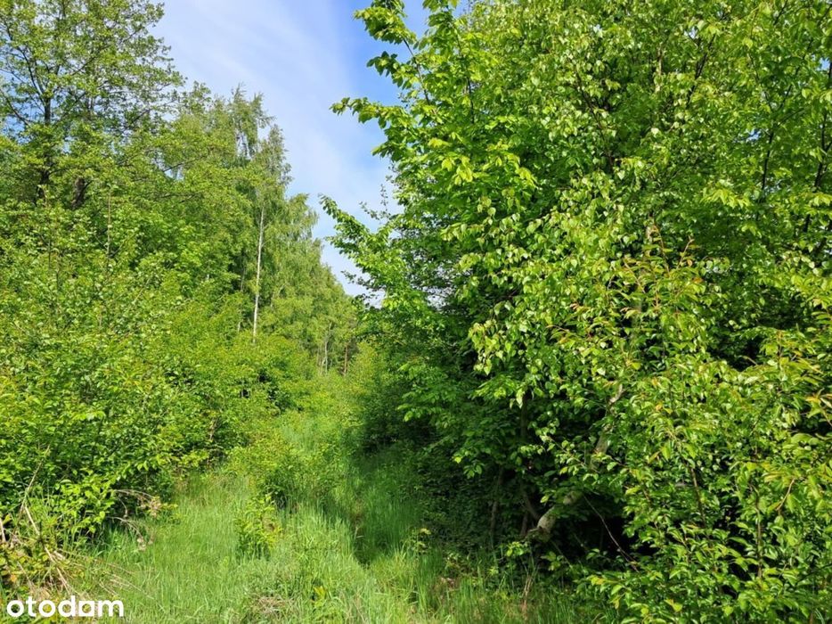 Działka w dzikiej zielni - Widok 4