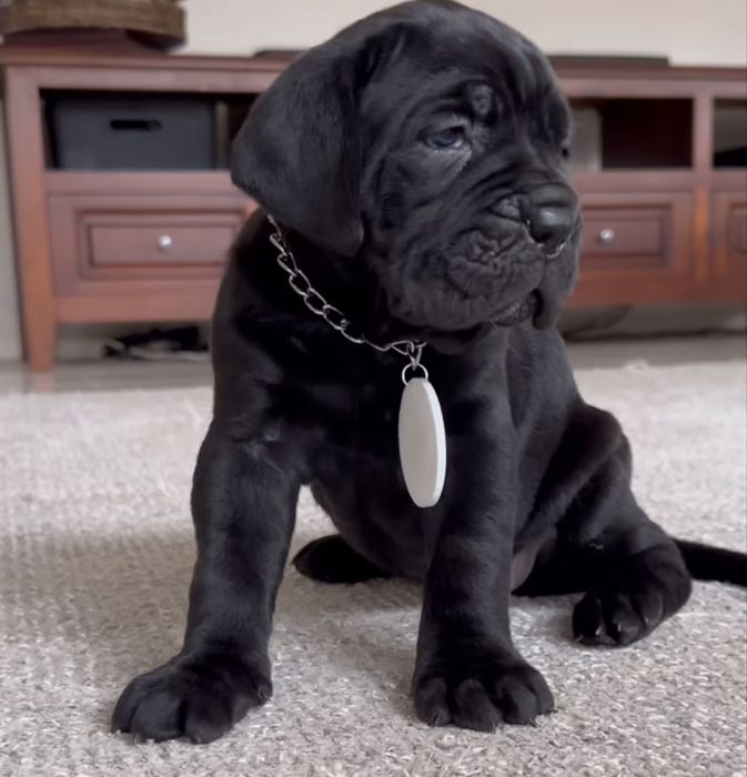 Не впусти свій шанс-придбати одного знайкращих щенят