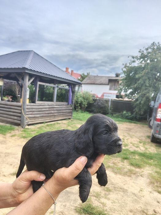Cocker  spaniel angielski