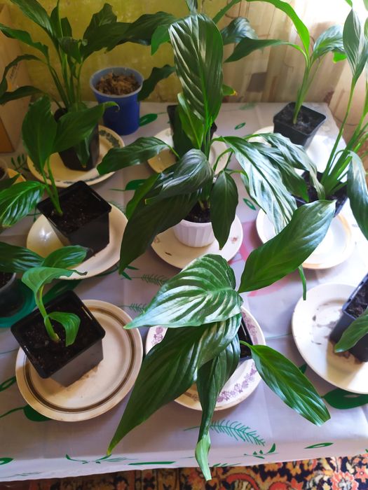 Продам королевские спатифиллумы