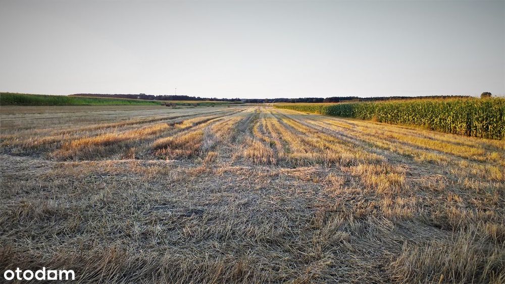 DOM GOSPODARSTWO Rolne k. KALISZA 6,5 ha. Magazyn-