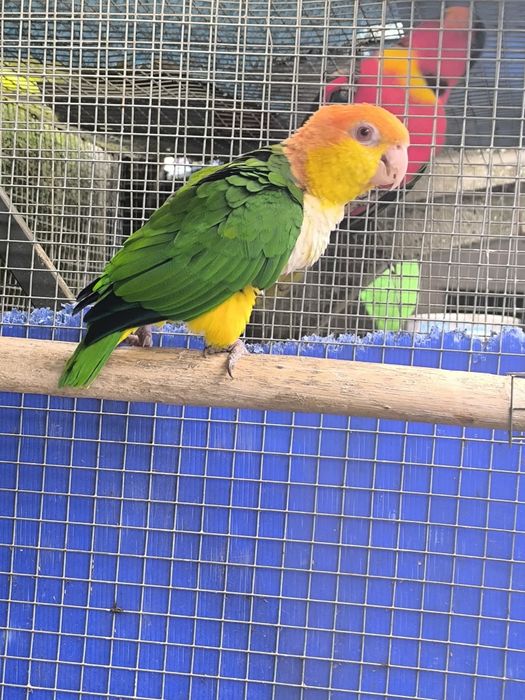 Femea marianinha cabeça canela