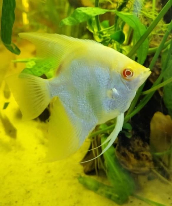 Skalar Silver albino