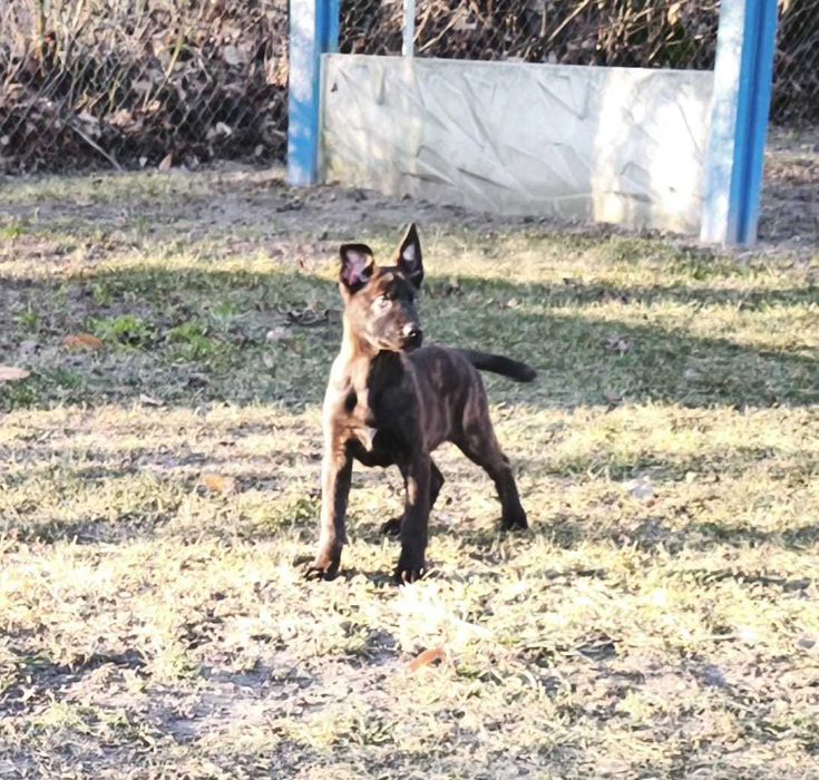 Owczarek holenderski piesek