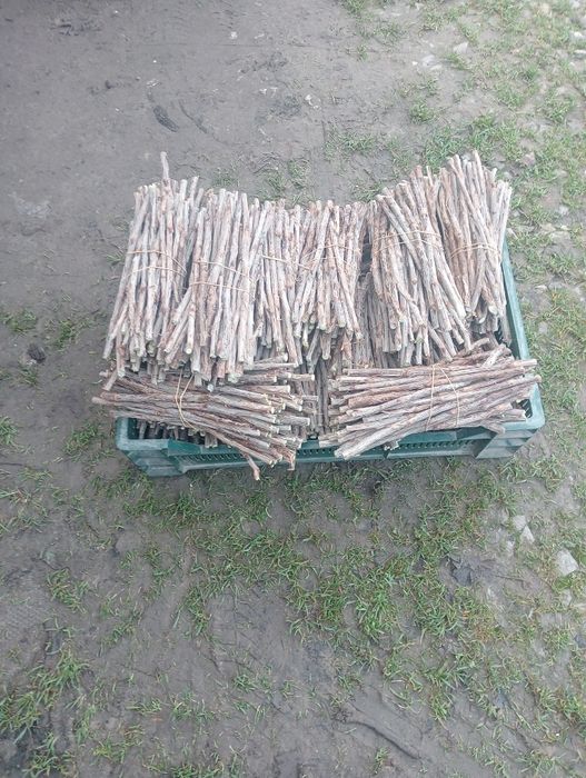 Sztobry porzeczki czerwonej rolan