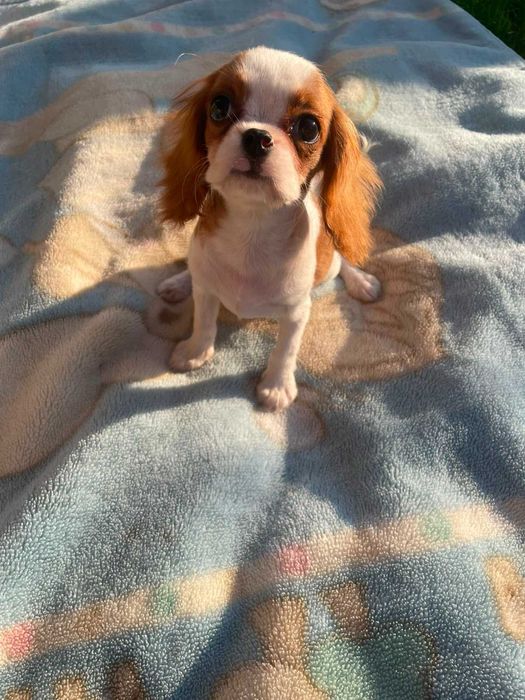 Cavalier King Charles Spaniel*Śliczny piesek