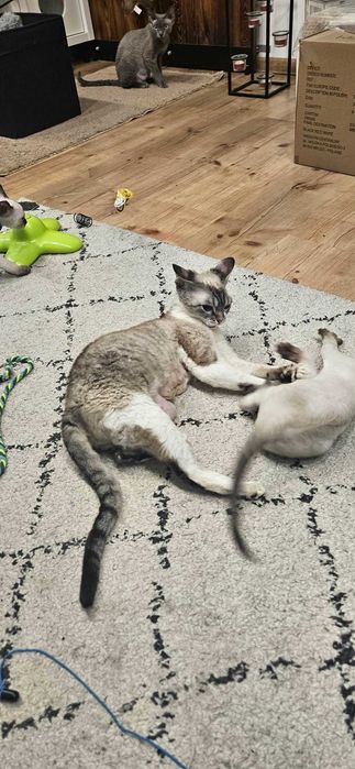 Tulaśny kocurek X-Man Demix*PL Devon Rex point niebieskie oczy zarezerwowany