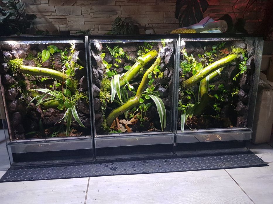 Terrarium 40x40x60 dla gekona