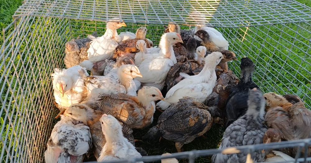 Продам курчат м'ясо несучки власного виведення!!!