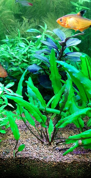 Акваріумні рослини