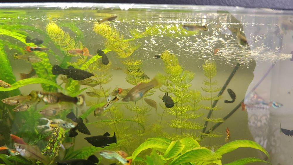 Pawie Oczka Molinezje Czarne Mieczyki