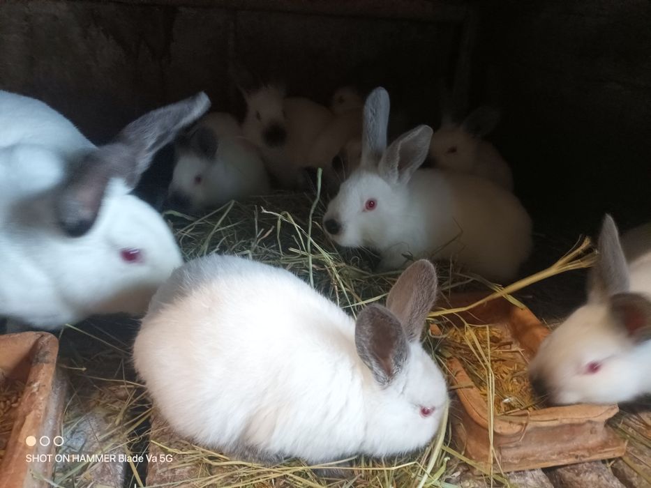 Kalifornijskie młode