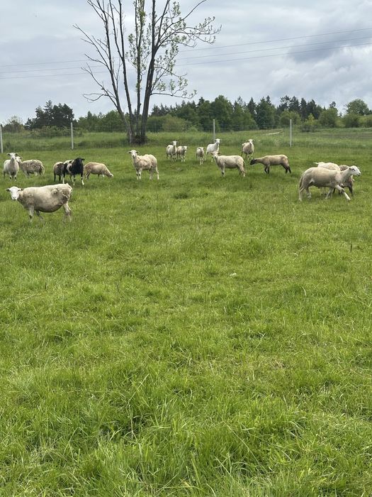 Owce barany jagnięta nollany