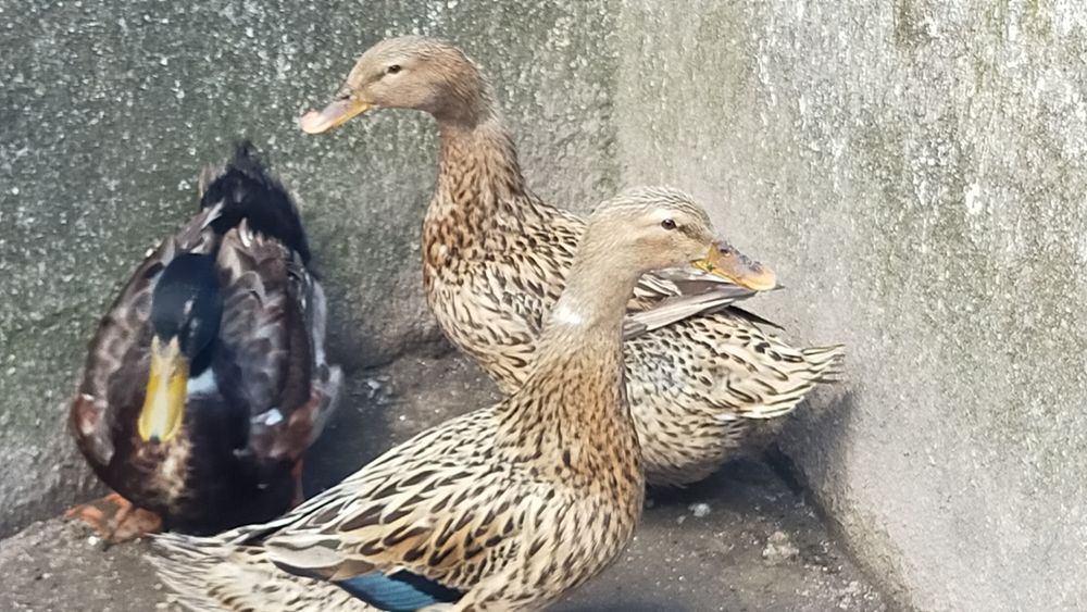 Patos Rouen - ovos (promoção)