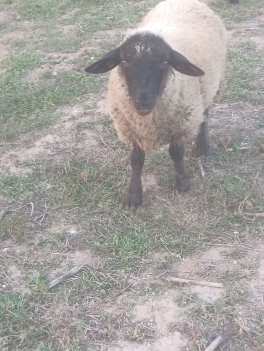 Vendo anho  macho sulfok com cinco meses