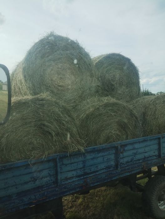 Siano okolo 15 balotow