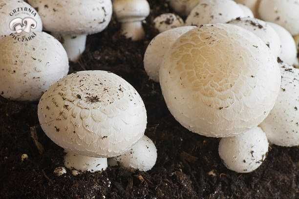 Grzybnia Pieczarki 20 kg