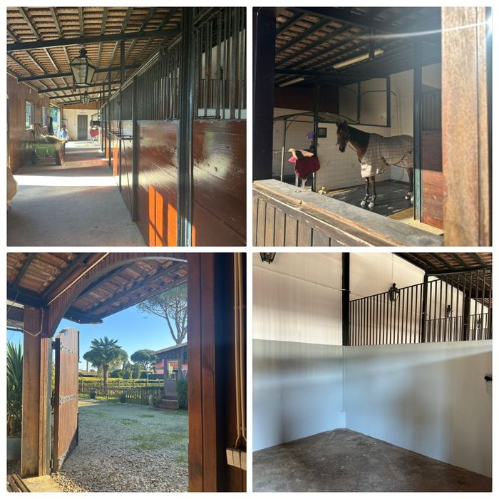 Cavalos a penso/Aulas de equitação