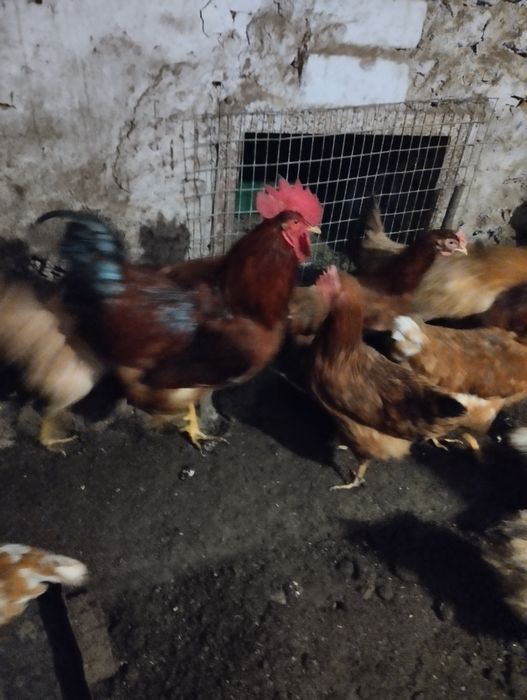Продаю iнкубацiйне яйце