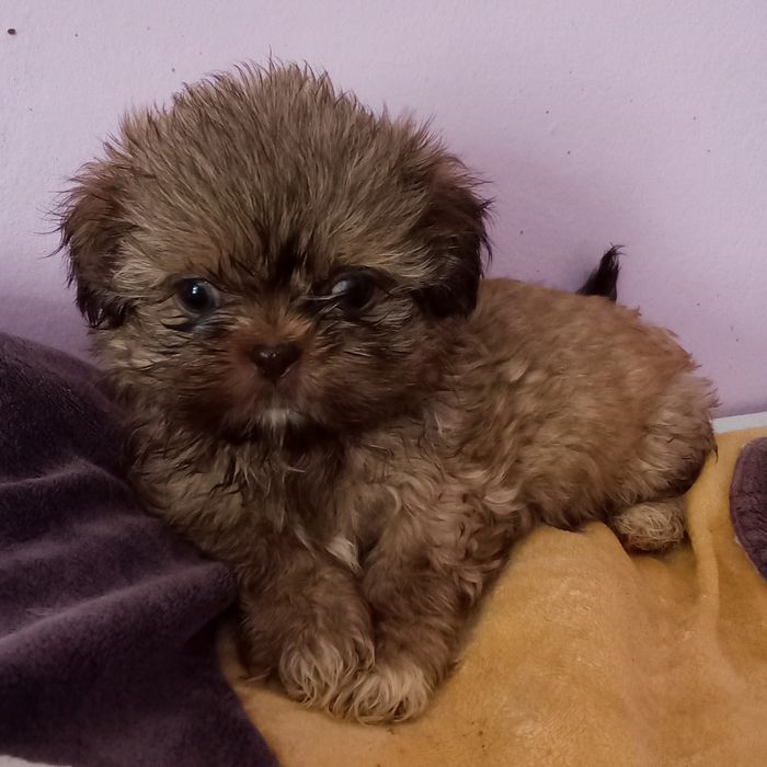 Gabi maleńka sunia mini shih tzu czeka na dom