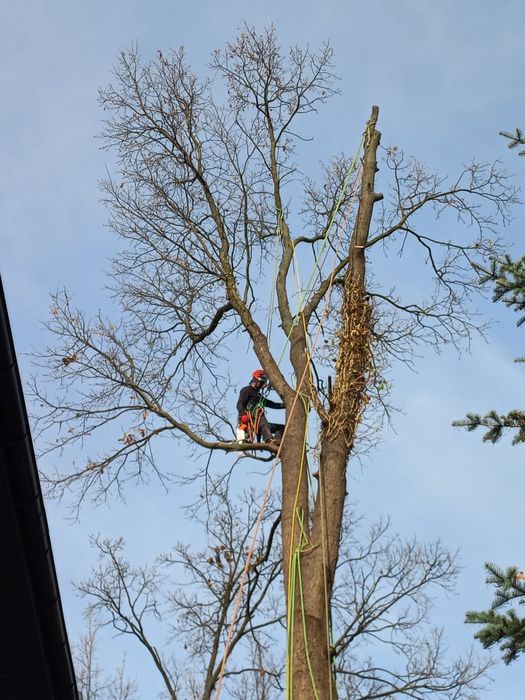 》》》Wycinka i Pielęgnacja Drzew《《《