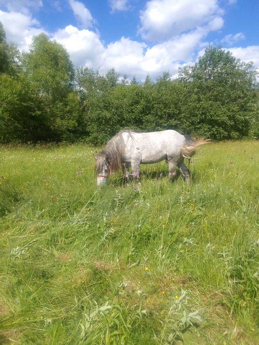 Жеребець для спарювання