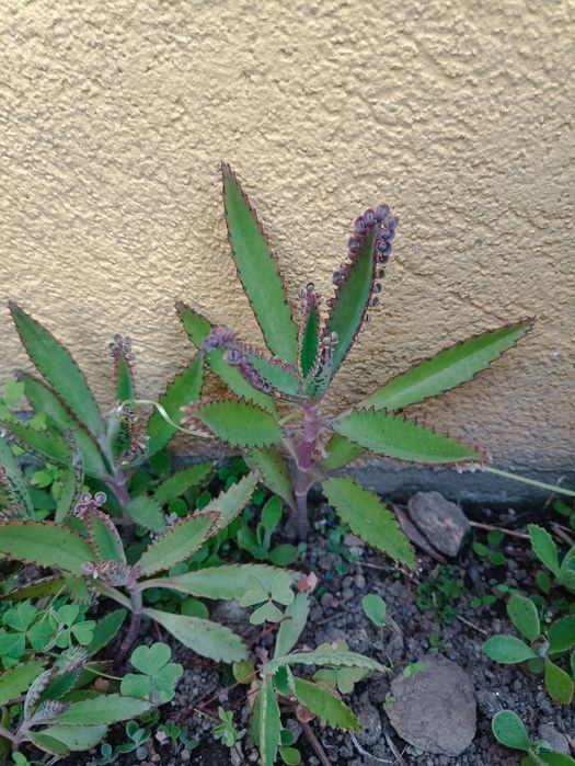 Muda de Suculenta Aranto – Planta Ornamental Fácil de Cuidar