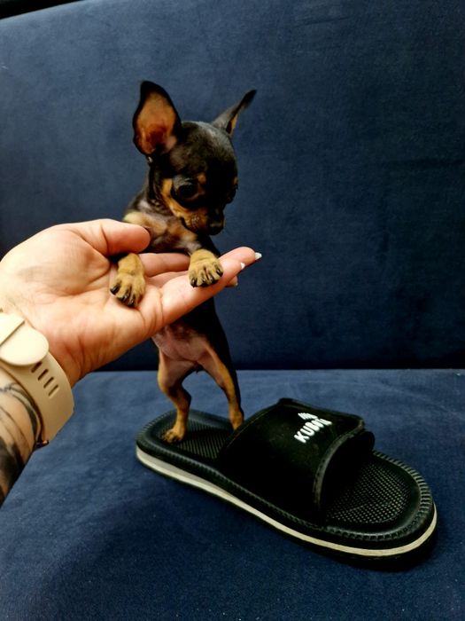 Kochana kieszonkowa maleńka  suczka pinczerek