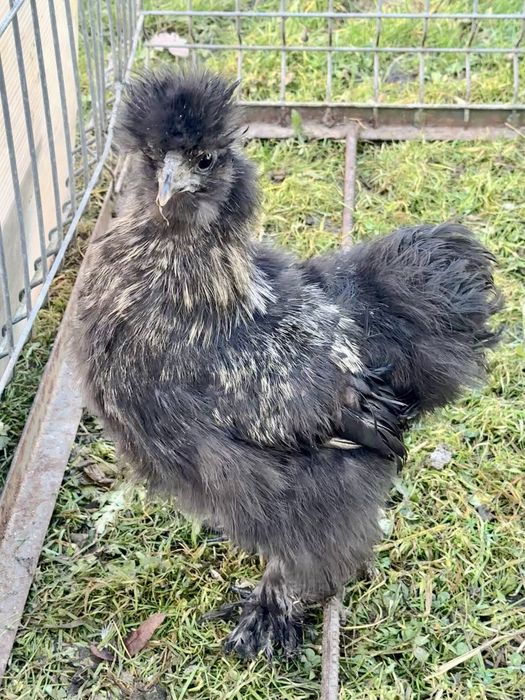 Silka kogut z lipca 2025