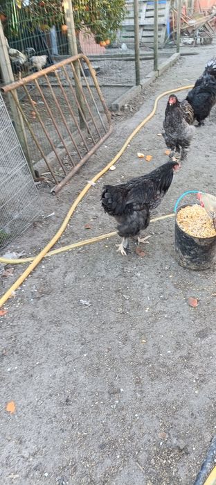 Casais de Brahma Black
