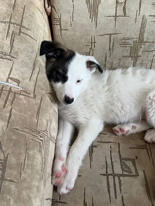 Щенята цуценята лагідні розумні хлопчик дівчинка