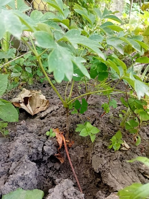 Продам саджанці деревовидного піона