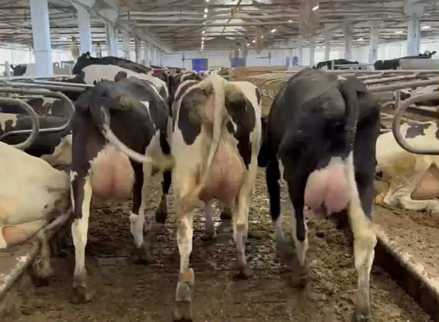 27.02 (piątek) Nowa dostawa krów mlecznych z Danii